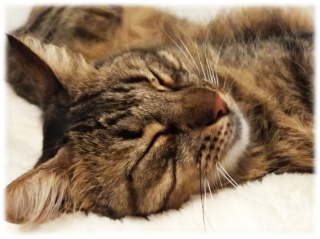 Un chat tigré dormant paisiblement, la tête reposant sur une surface douce et blanche.