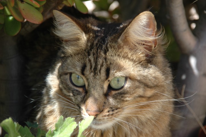 Chat aux motifs sauvages camouflé parmi les feuilles vertes, observant avec attention, ses yeux verts brillants concentrés sur un point hors de vue.