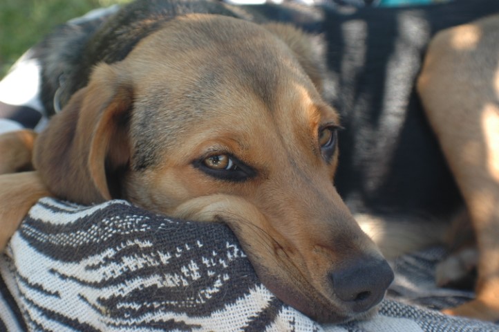 Un chien au regard mélancolique reposant sa tête sur une couverture, ses yeux brillants de réflexion capturés en gros plan.