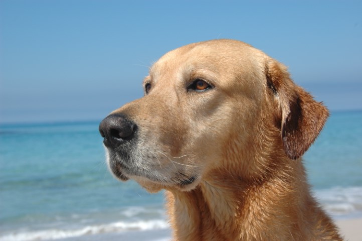 Un chien Labrador doré regardant au loin, avec une plage et un ciel bleu en arrière-plan.