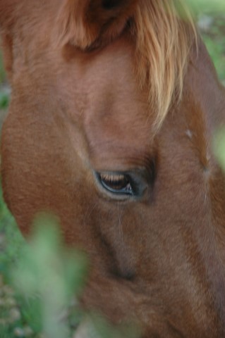 Cheval aux nuances auburn observant à travers le feuillage, la douceur de son regard capturé dans un cadre naturel paisible.