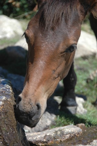 Cheval brun se désaltérant à une source naturelle, son visage paisible capturé en gros plan avec des rochers et de la verdure en arrière-plan.