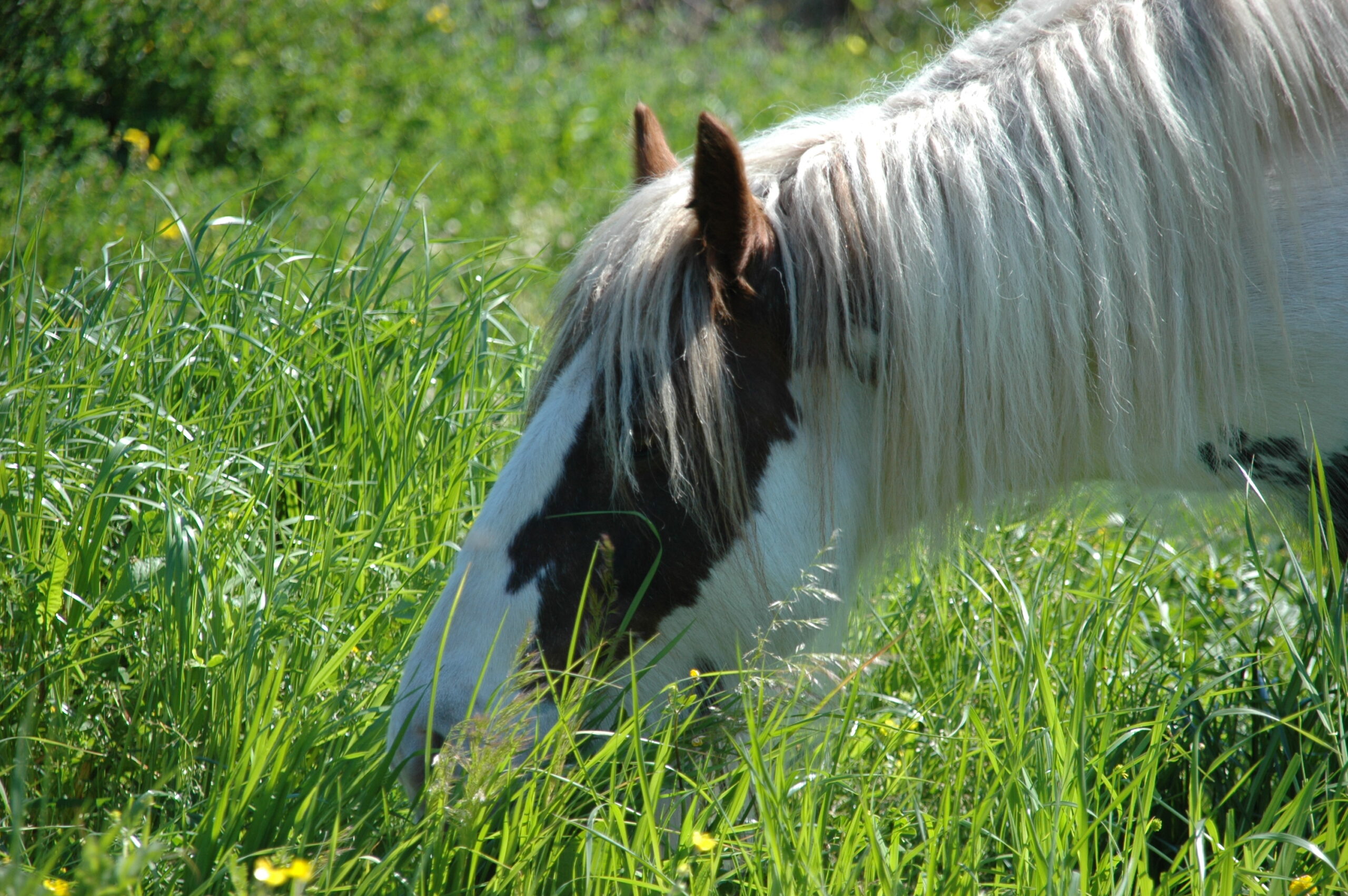 Un cheval pie broutant paisiblement dans un champ verdoyant sous un ciel bleu clair, avec une crinière blanche flottante au vent.