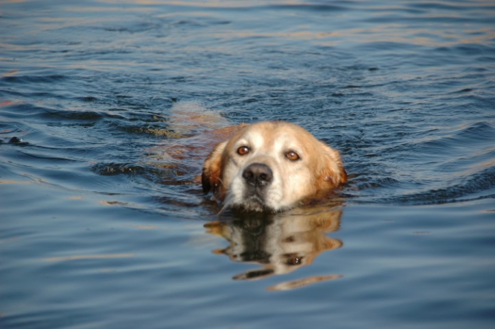 Un chien Labrador nageant paisiblement dans l'eau, avec un regard doux et réfléchi, la surface de l'eau reflétant légèrement son visage éclairé par le soleil.