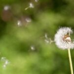 Pissenlit en fin de floraison dispersant ses graines dans l'air, capturé sur fond de verdure floue, symbolisant la fragilité et le renouveau naturel.