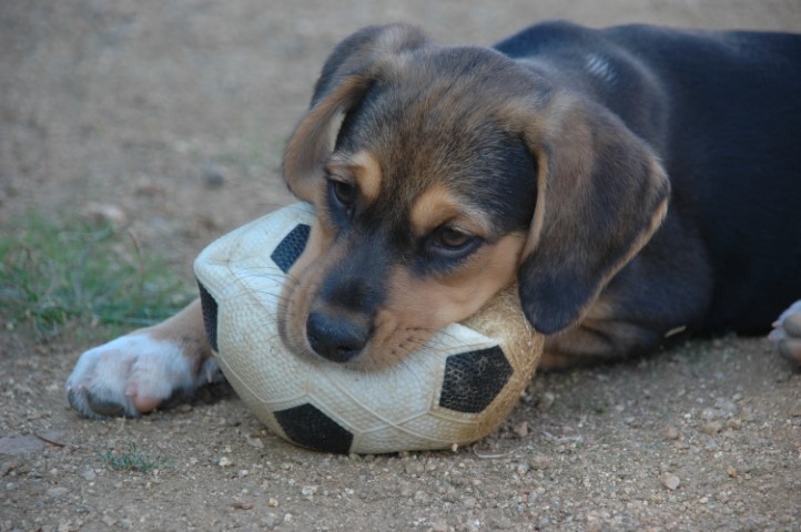 Chiot avec une expression concentrée tenant fermement un vieux ballon de football entre ses pattes sur un sol poussiéreux, illustrant un moment de jeu innocent.